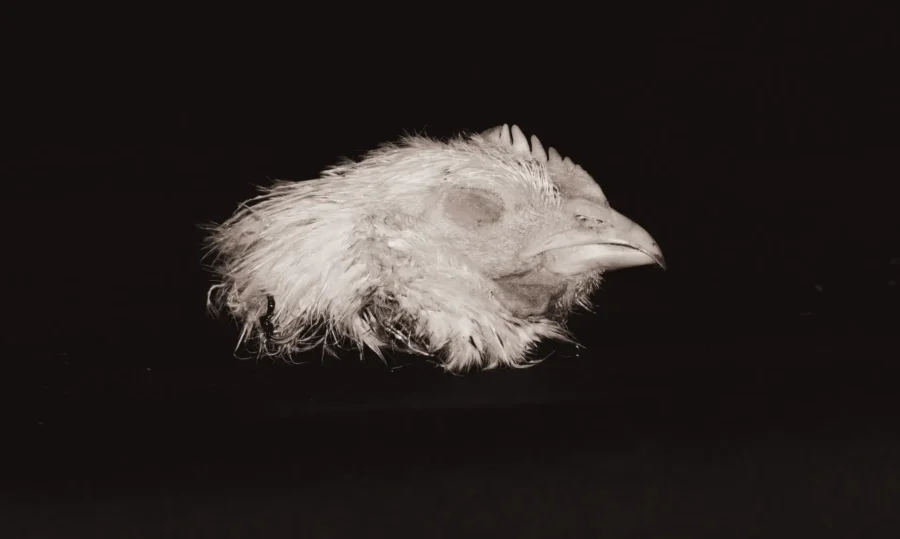 Chicken Head, black and white, melancholic, from photobook Vox victimae, csirkefej.
