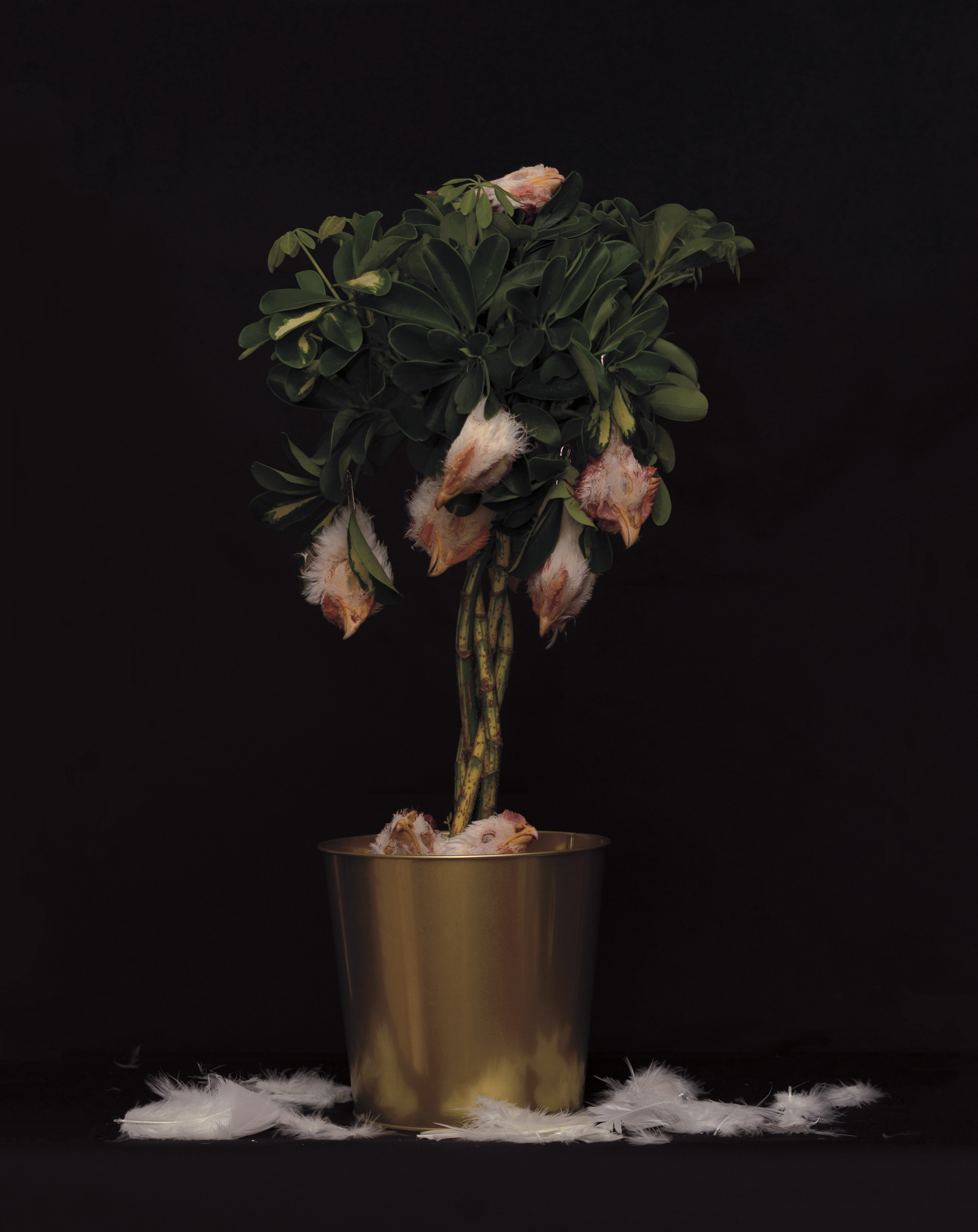 art, chicken heads, grotesque, tree, still life