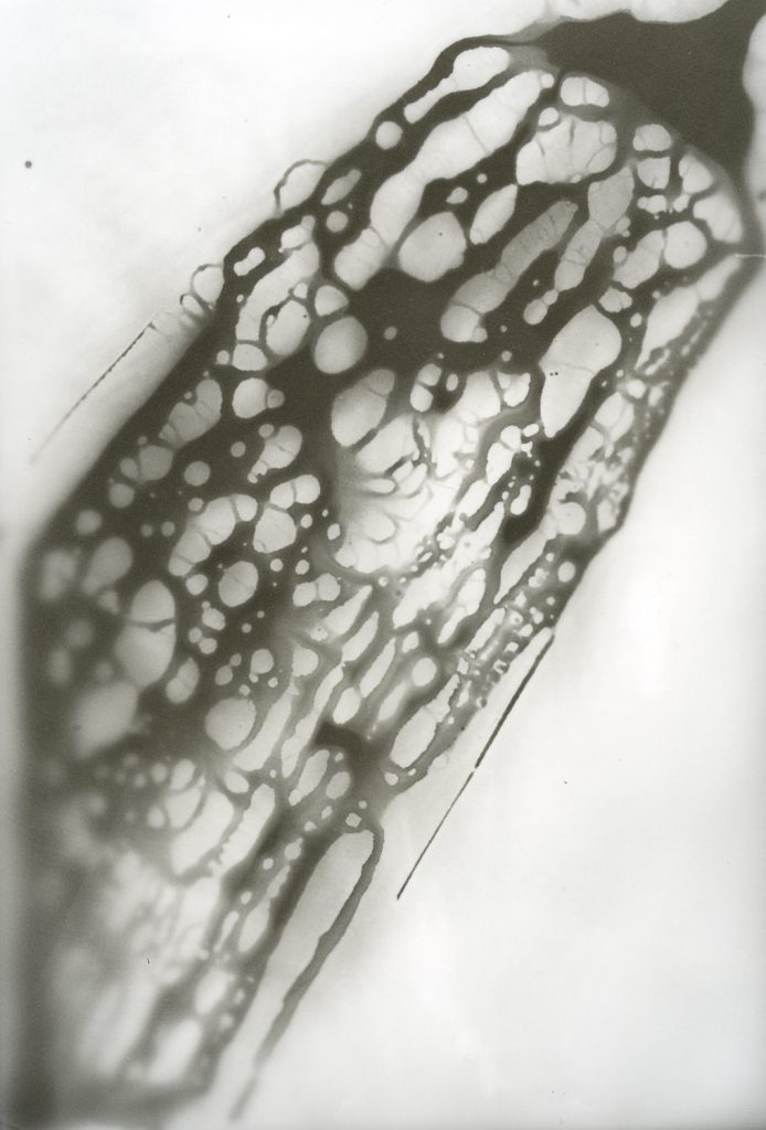 chemigram, photogram, analog, analog photography, contemporary photography, cameraless photography
